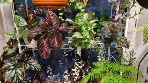 Домашние цветы в ноябре. Обход домашней оранжереи в дождливый день