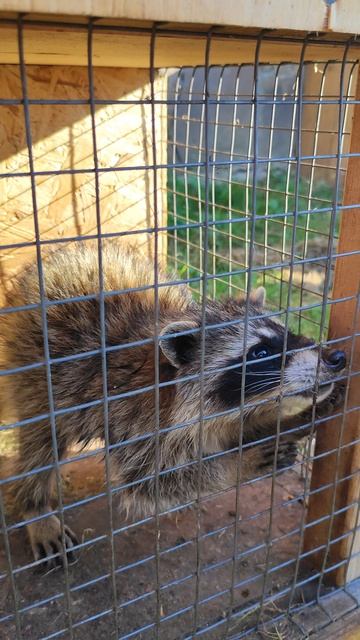 Поездка в ЭКО ферму Варениковском поселение
