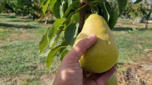 Груша Бланка в России от Small Garden's