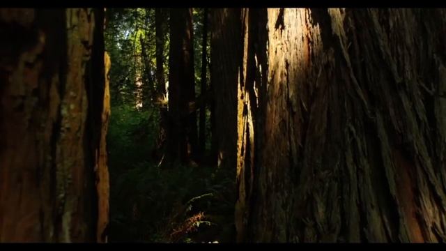 Звук развития Ума смотреть онлайн