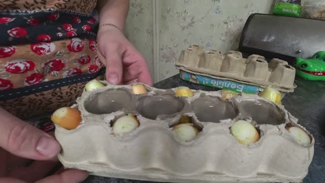 Как вырастить зеленый лук на окне смотреть онлайн