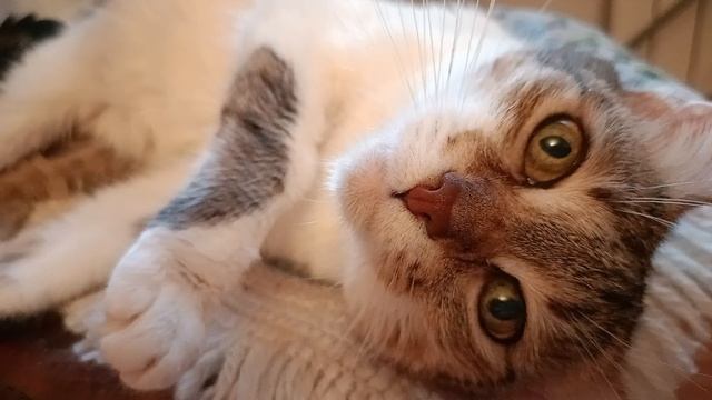 🐱🌧️ самая грустная кошка на белом свете: она не плачет. она размышляет о бытии