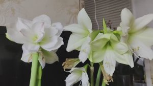 Амариллис/Гиппеаструм. Первое цветение новых сортов #амариллисы #гиппеаструм #луки #сорта