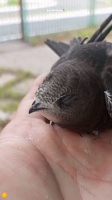 #обзор #птенец #стриж #милый #событиедня #саратов #лето2025 смотреть онлайн