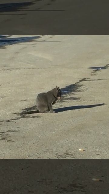 Кот гостей намывает FullSizeRender смотреть онлайн