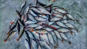 ПЛОТВА И ОКУНЬ НА ЧЁРТИК. РЫБАЛКА НА БЕЗМОТЫЛКУ