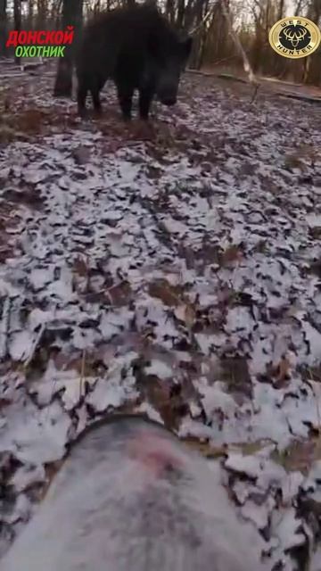 Охота на Кабана глазами собаки смотреть онлайн