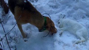Охота на зайца 23.11.2025. Заяц: кручу-верчу, запутать хочу.