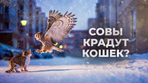Совы КРАДУТ кошек? Как ЗАЩИТИТЬ своего ПИТОМЦА