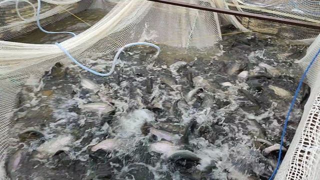 Форель чувствует себя отлично. смотреть онлайн