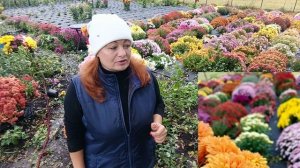 КАК СОХРАНИТЬ ХРИЗАНТЕМУ ЗИМОЙ. НАДО ЛИ ЕЁ ВЫКАПЫВАТЬ ПЕРЕД ЗИМОВКОЙ?