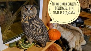 Тонкий троллинг от совы Ёлки в доме. Уютные вечера с совой