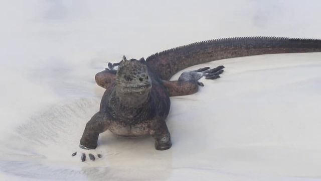 Морская ягуана...Нет -ягуан))