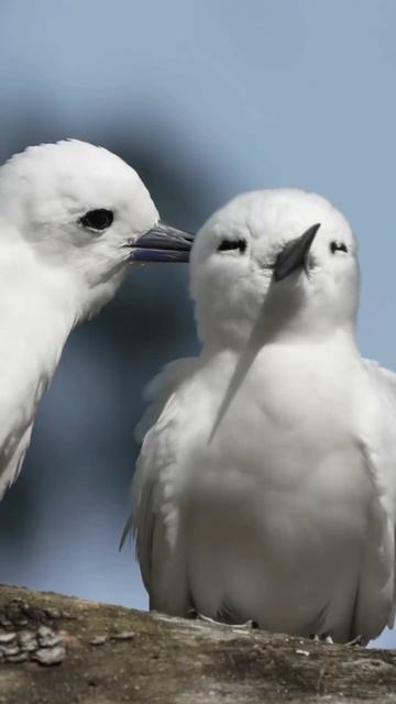 🐦 Крачки чистят друг другу перышки