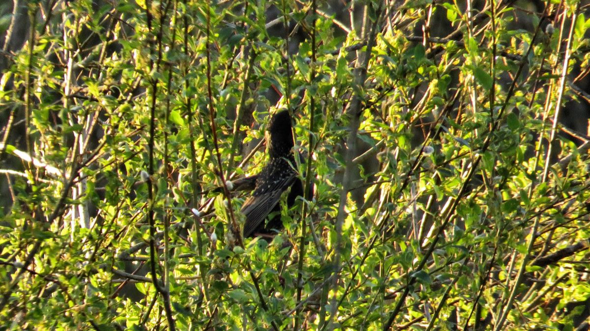 Птицы в кустах смотреть онлайн