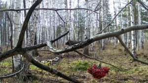 Лесная столовая