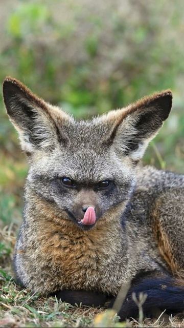 🦊Её уши длиной...