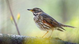 Дрозд-белобровик открывает свои тайны (Птицы России) Фильм 60