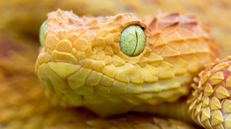 🐍 Красивейшие змеи планеты