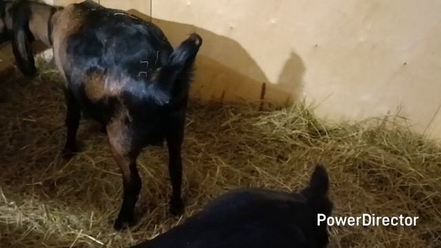 Зима, дела домашние, козочки