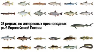 25 редких, но интересных пресноводных рыб Европейской России.