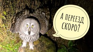 Прячу яблони от корожадных зайцев, брожу по мокрым кустам, сдаю ужин и отчёт совам Кофи и Ёлке