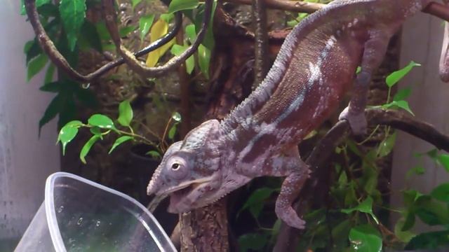 Наш Паскаль -трапезничать изволит!!)))))Танюшкин))))))