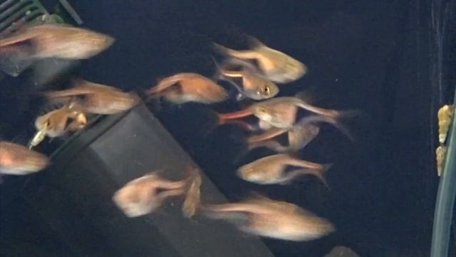 Как выглядит расбора гетероморфа смотреть онлайн