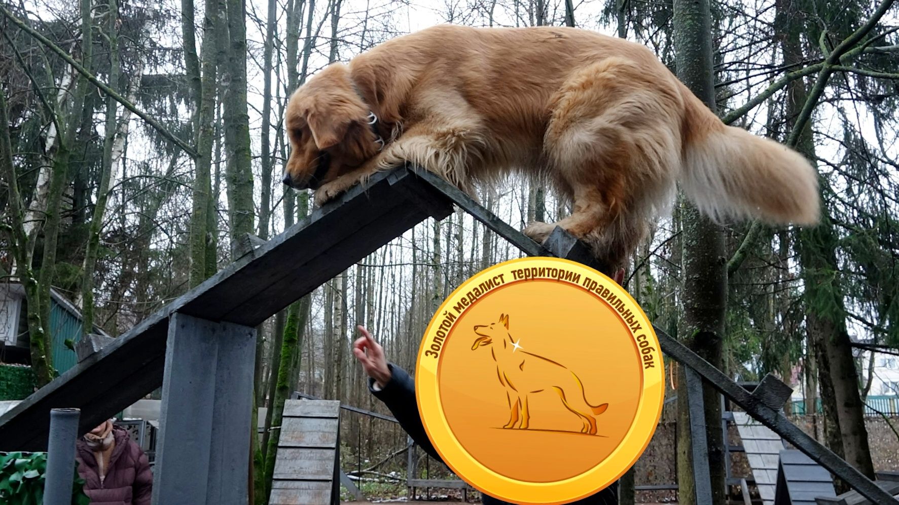 Невероятный голден: безупречная работа