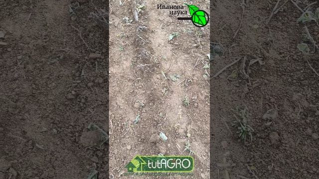 ОДНО СРЕДСТВО ДЛЯ ВСЕГО: как УСТРАНИТЬ НЕСОВМЕСТИМОСТЬ УДОБРЕНИЙ. смотреть онлайн