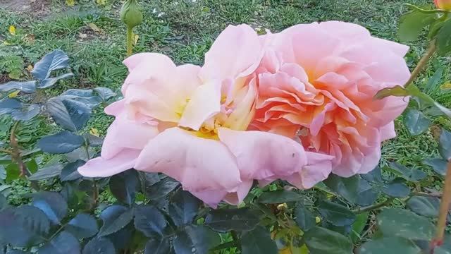 Роза Абрахам Дарби.С черенка за полтора года. смотреть онлайн