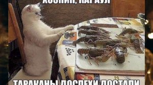 Анекдоты, юмор, статусы, приколы 😁