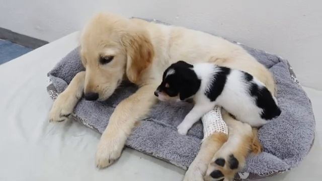 Реакция щенка на золотистого ретривера со сломанной ногой (2025 год) смотреть онлайн