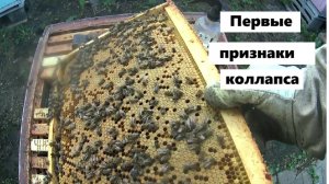 Первые признаки коллапса пчелиных семей.