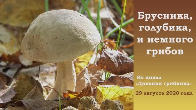 Брусника, голубика и немного грибов. Дневник грибника 29 августа 2020 года смотреть онлайн