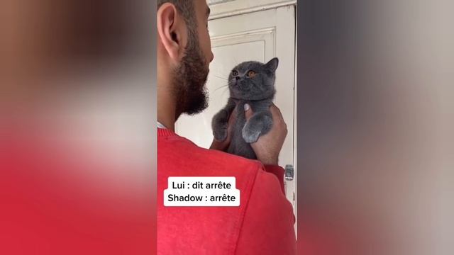 Приколы с животными. смотреть онлайн