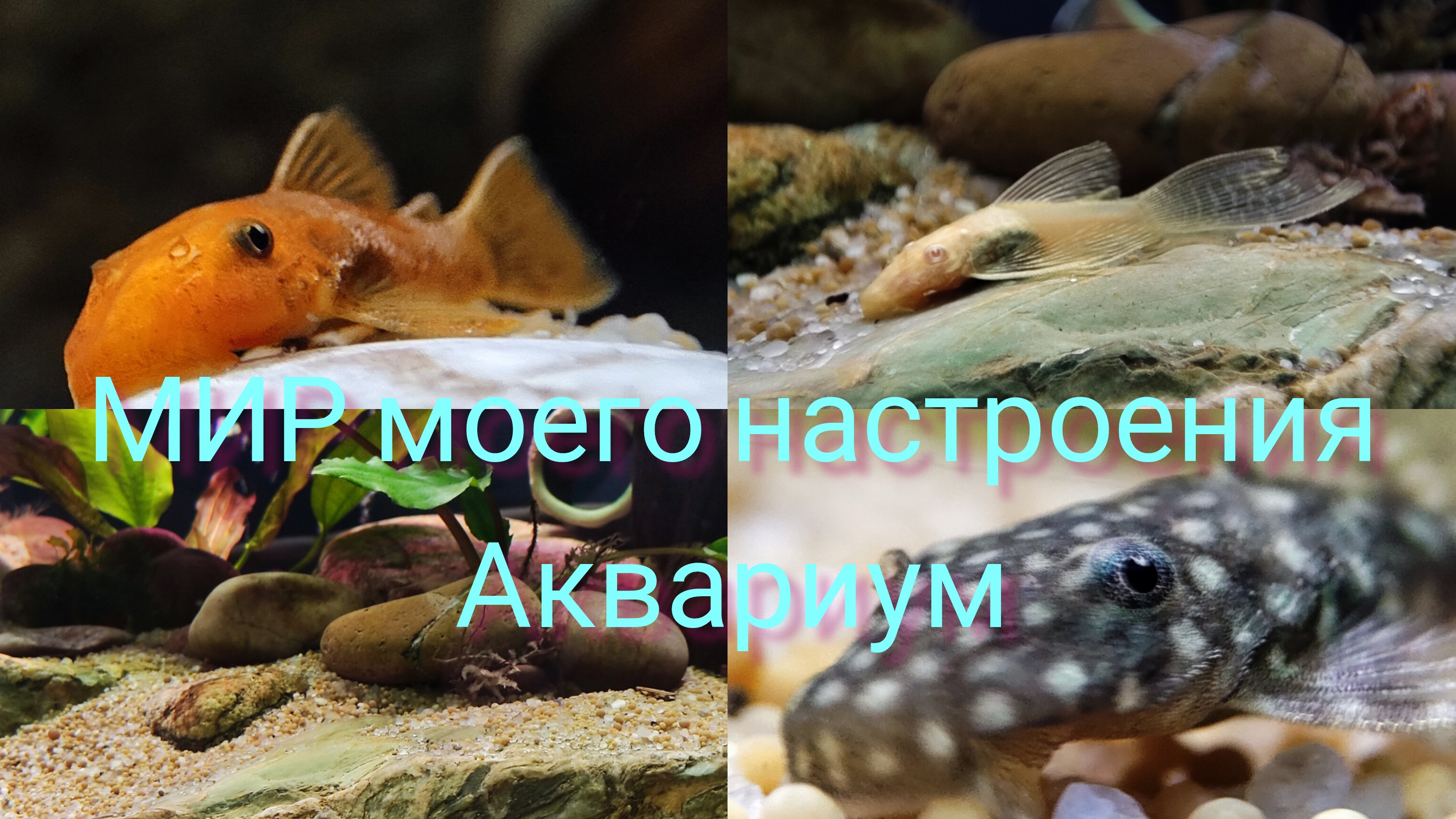 26.11.25 Аквариум, часть 5.Как проходит адаптация у сомов.Кормим рыбок. смотреть онлайн