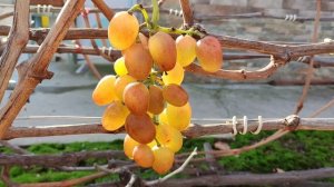 ИСПОЛИН!!!🍇🍇🍇 НОВИНКА ОТ КАЛУГИНА!!! Telegram, WhatsApp и Vlber +79528500417. ТЕЛ. +79054033245.