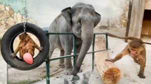 Энергия из Степана так и прет! Ураган! Магда чуть не ПРИБИЛА НАС ПАЛКОЙ! Такое спасибо от слонихи!