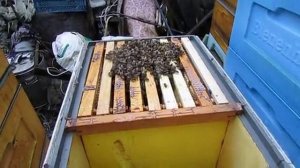 работа с пчелами в конце ноября - часть 3 , 28.11.2025