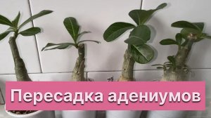 Адениумы. Корни некрасивые. Не каудекс, а дайкон. Разглядываю скрытые прелести. 28 ноября 2025 г.