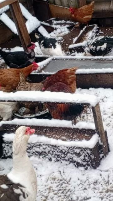 Куры легко уживаются с индоутками