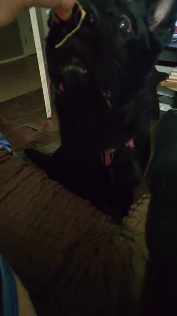 Шерлочка и мандаринки.