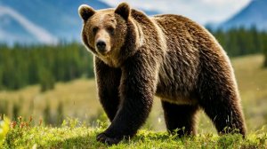 Дикие Животные Аляски: Рай Гризли. Документальный Фильм про Гризли