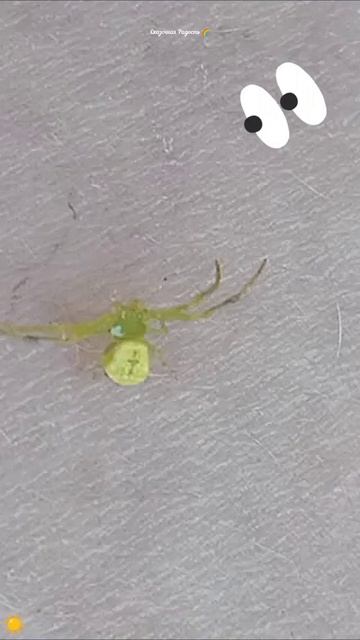 #зеленый #паук #шок #лето2025 смотреть онлайн