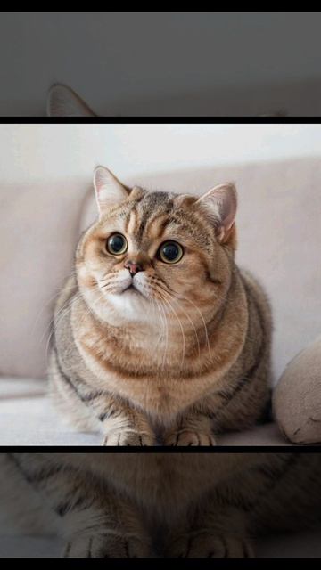 прекрасные пушистики