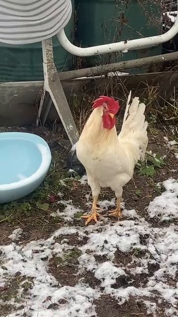 Петух марширует