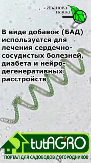 САМАЯ ЛУЧШАЯ РАССАДА - ТОЛЬКО ТАК! Для рассады, сада и огорода используйте это природное средство.