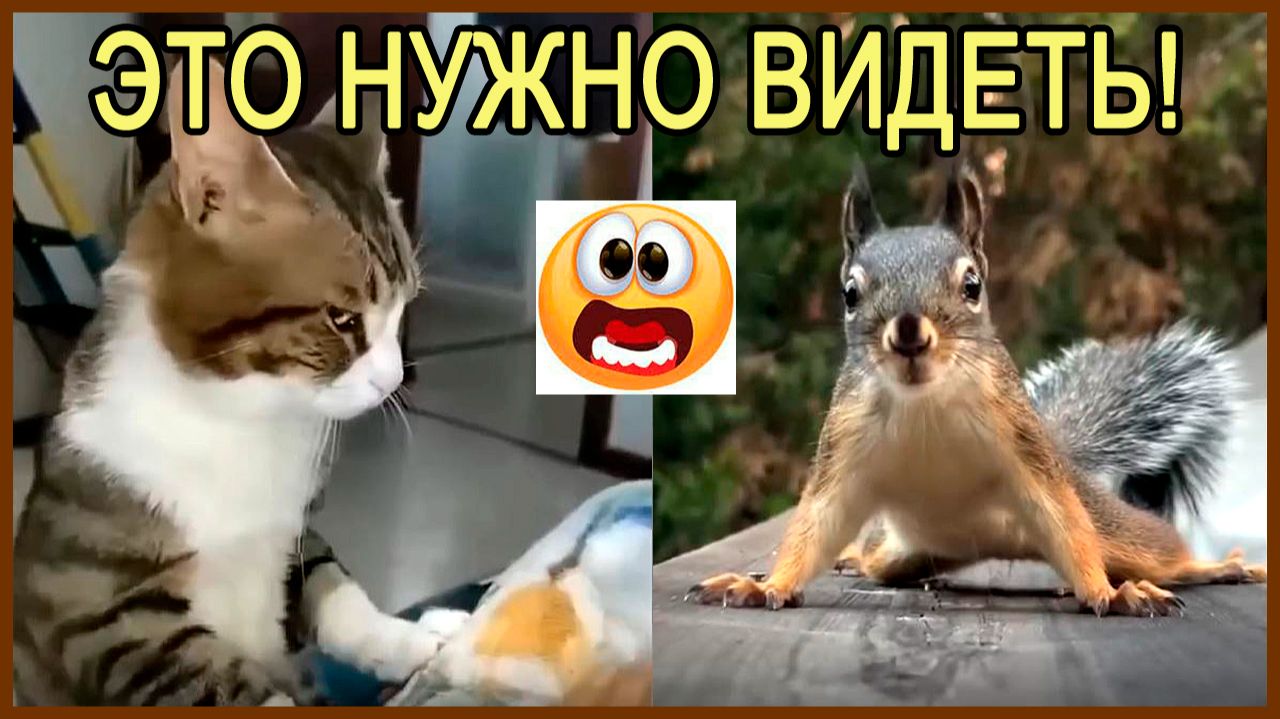 Смотреть видео приколы. Смешные животные