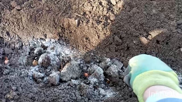 ✅/Лук-севок: сажаем вместе.//Соседка зашла на обед//28.11.25/ смотреть онлайн